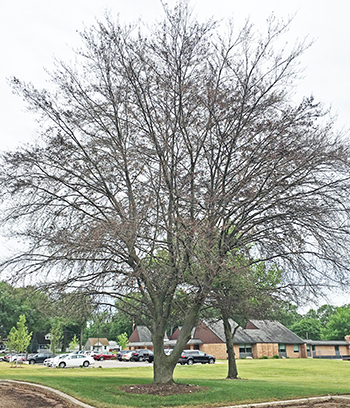 Beech tree w gypsy moth